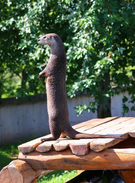 Otters Zijn Vleesetende Zoogdieren Uit Onderfamilie Van Lutrinae Bestaande Ottersoorten — Stockfoto