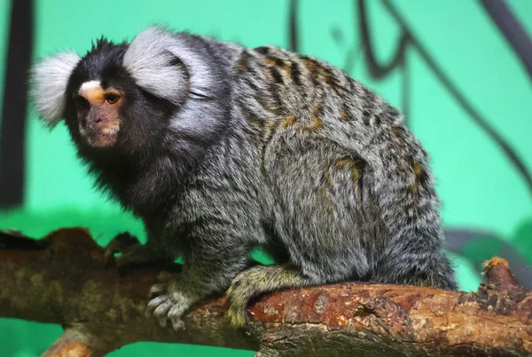 Macaco Ramo Árvore Zoológico — Fotografia de Stock