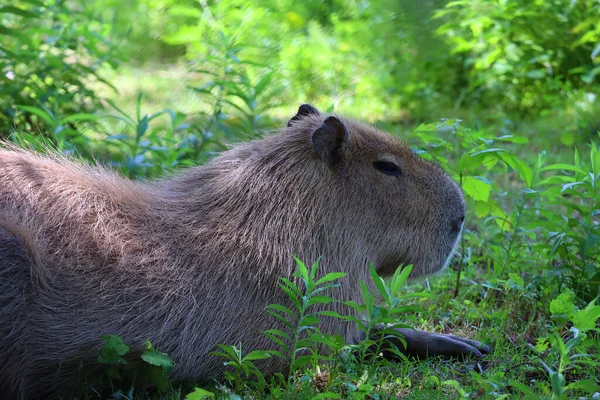 Capibara Het Grootste Knaagdier Ter Wereld Het Geslacht Hydrochoerus Ook — Stockfoto