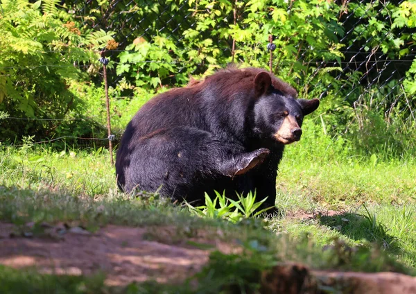 Der Amerikanische Schwarzbär Ist Ein Mittelgroßer Bär Aus Nordamerika — Stockfoto
