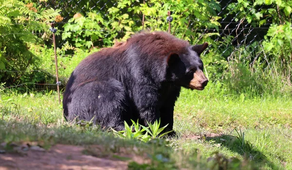 Urso Negro Americano Urso Tamanho Médio Nativo América Norte — Fotografia de Stock