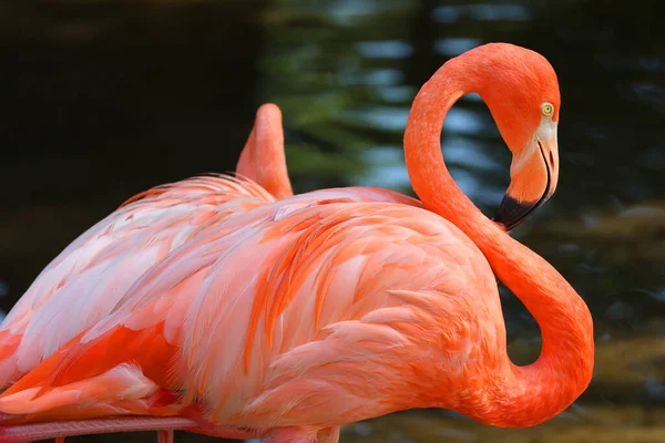 Phoenicopterus Ruber Een Flamingo Uit Familie Flamingo Phoenicopteridae — Stockfoto