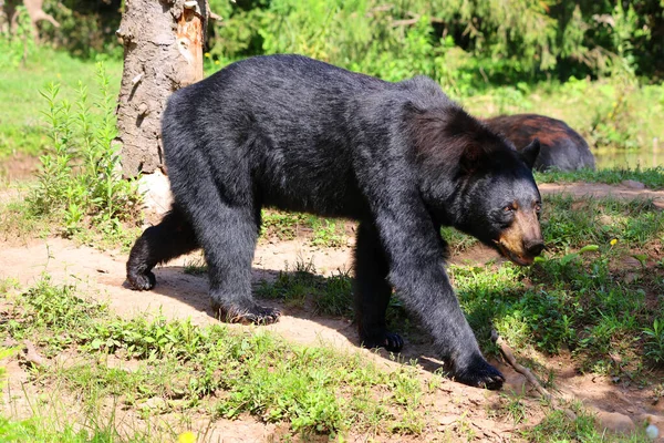 American Black Bear 아메리카에 서식하는 크기의 곰이다 — 스톡 사진