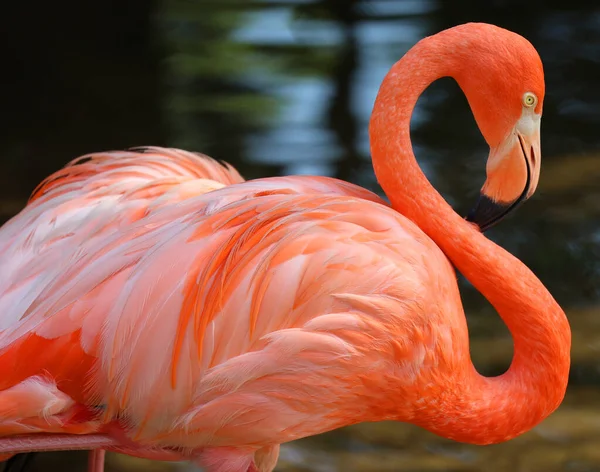 Flamingo Americano Phoenicopterus Ruber Uma Grande Espécie Flamingo Intimamente Relacionada — Fotografia de Stock
