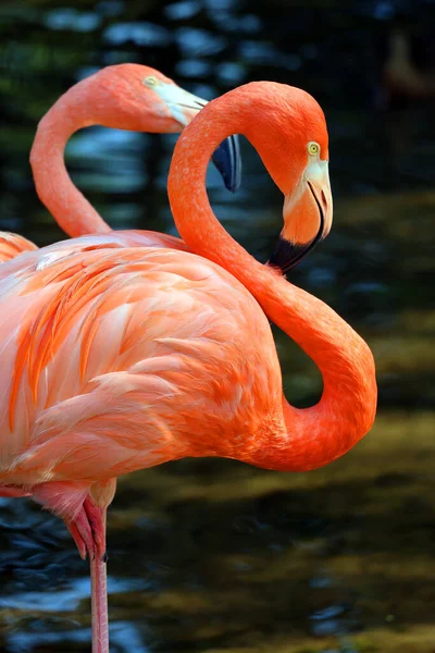 Amerikan Flamingosu Phoenicopterus Ruber Büyük Flamingo Şili Flamingosuyla Yakından Ilişkili — Stok fotoğraf