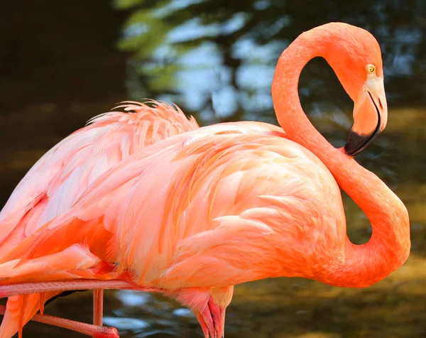 Amerikan Flamingosu Phoenicopterus Ruber Büyük Flamingo Şili Flamingosuyla Yakından Ilişkili — Stok fotoğraf