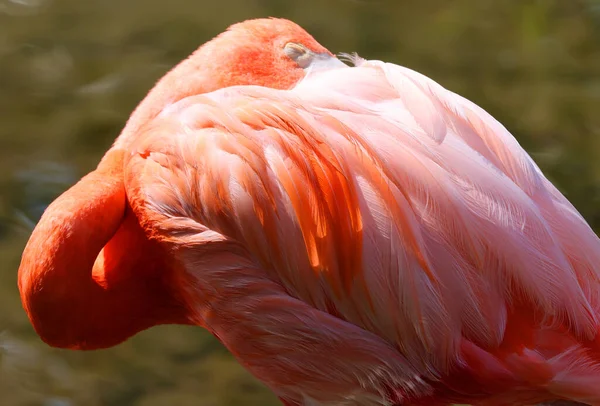 Американский Фламинго Phoenicopterus Ruber Крупный Вид Фламинго Тесно Связанный Большим — стоковое фото