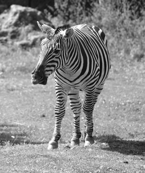 Zebras Several Species African Equids Horse Family United Distinctive Black — Stock Photo, Image