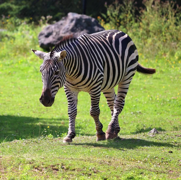 Zebras São Várias Espécies Equídeos Africanos Família Cavalos Unidos Por — Fotografia de Stock