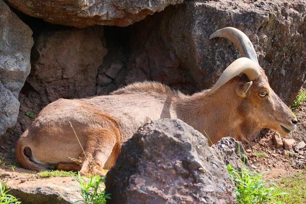 Berberi Koyunu Ammotragus Lervia Kuzey Afrika Kayalık Dağlarda Yetişen Bir — Stok fotoğraf