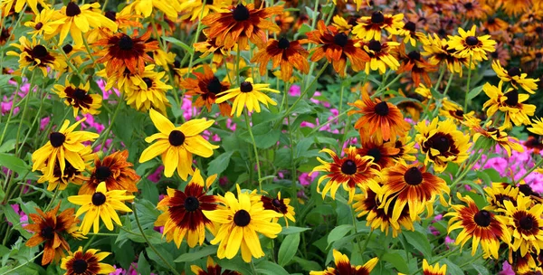 Rudbeckia Commonly Called Coneflowers Black Eyed Susans All Native North — Photo