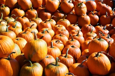 Çiftçi pazarında yeni toplanmış renkli kabaklar ve kabaklar sergileniyor.