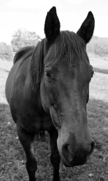 Jovem Cavalo Negro Campo Temporada Outono Eastern Township Quebec Canadá — Fotografia de Stock