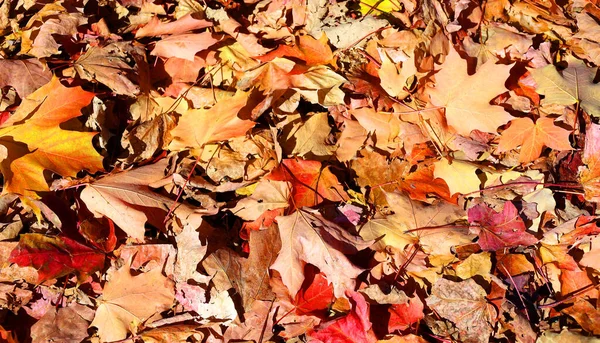 단풍잎 과노란 단풍잎은 지상에서 장관을 이루고 — 스톡 사진