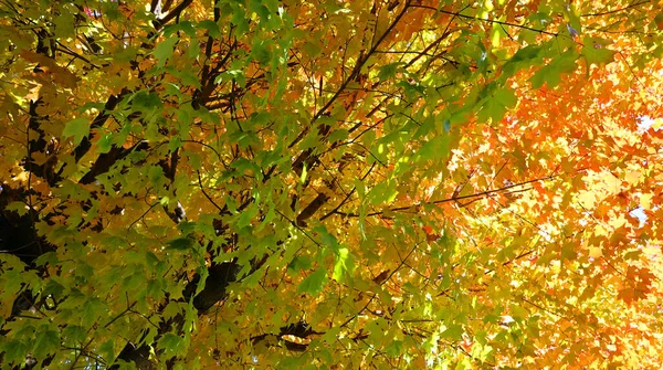 Północnoamerykańska Jesień Drzewa Krajobrazowe Dolnej Wschodniej Miejscowości Bromont Quebec Prowincji — Zdjęcie stockowe