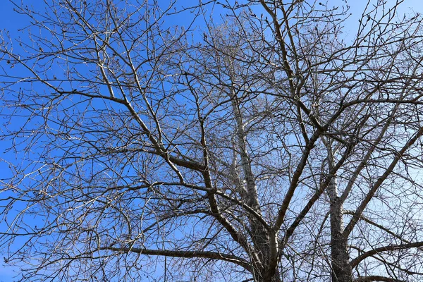 青空を背景にした木の枝 — ストック写真