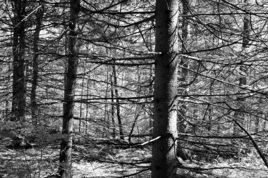 Kuzey Amerika, Bromont Quebec eyaleti Kanada 'nın en alt doğu kasabalarından manzara ağaçlarını devirdi. 