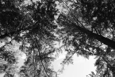 Kuzey Amerika, Bromont Quebec eyaleti Kanada 'nın en alt doğu kasabalarından manzara ağaçlarını devirdi.