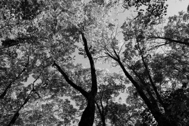 Kuzey Amerika, Bromont Quebec eyaleti Kanada 'nın en alt doğu kasabalarından manzara ağaçlarını devirdi.