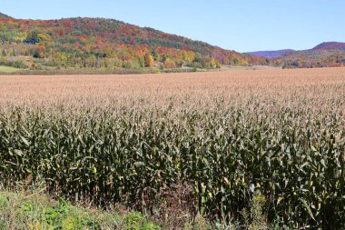 Bromont Quebec Kanada 'da sonbahar mevsiminde mısır tarlası çiftliği