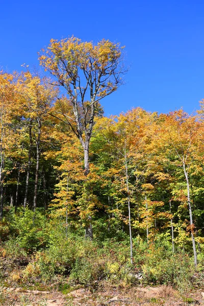 Nord America Autunno Paesaggio Est Borghi Bromont Quebec Provincia Canada — Foto Stock