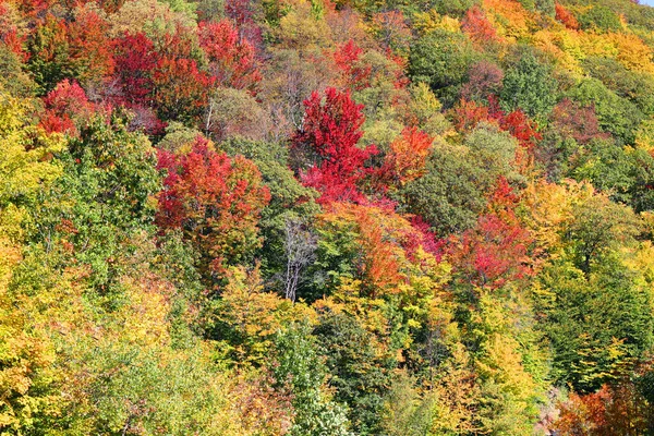 North America Fall Landscape Landscape Eastern Town Ships Bromont Quebec — 스톡 사진