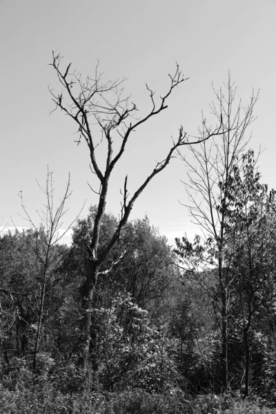 Noord Amerika Vallen Landschap Bomen Van Bodem Oostelijke Townships Bromont — Stockfoto