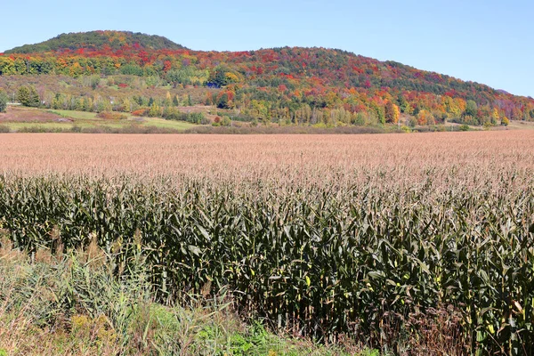 Corn field farm in fall season in Bromont Quebec Canada