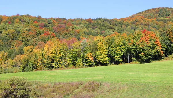 Severní Amerika Podzim Krajina Východní Části Města Provincie Bromont Quebec — Stock fotografie