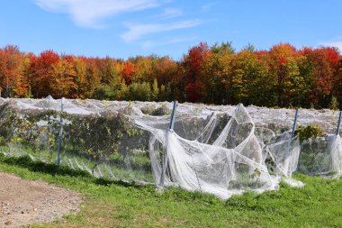 WATERLOO QUEBEC CANADA 04 10 2022: Waterloo 'da sonbaharda üzüm bağlarına zarar veren kuşları durdurmak için kuş ağları