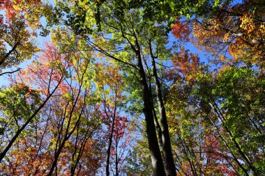 Kuzey Amerika, Bromont Quebec eyaleti Kanada 'nın en alt doğu kasabalarından manzara ağaçlarını devirdi.