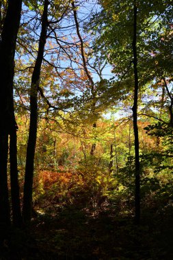 Kuzey Amerika, Bromont Quebec eyaleti Kanada 'nın en alt doğu kasabalarından manzara ağaçlarını devirdi.