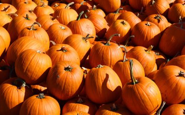 Çiftçi pazarında yeni toplanmış renkli kabaklar ve kabaklar sergileniyor.