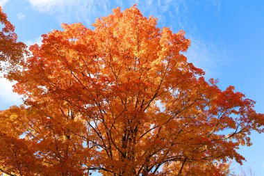 Quebec eyaletinin doğu kasabalarında sonbahar manzarası
