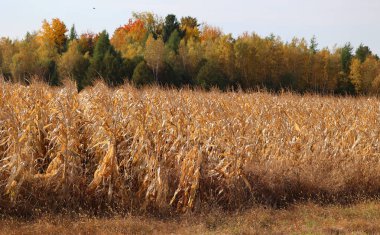 Bromont Quebec Kanada 'da sonbahar mevsiminde mısır tarlası çiftliği 