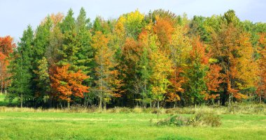 Quebec eyaletinin doğu kasabalarında sonbahar manzarası