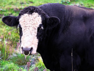 Simmental bull, İsviçre Fleckvieh, Pie Rouge veya Simmentaler olarak da bilinen en eski ve en tanınmış sığır cinslerinden biridir. Bu cinsin genellikle beyaz bir yüzü vardır.