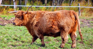 İskoçya sığırları, uzun boynuzları ve uzun dalgalı paltoları olan, siyah, kırmızı, sarı ya da beyaz renkli bir İskoç türüdür.