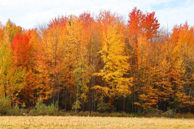 Quebec eyaletinin doğu kasabalarında sonbahar manzarası