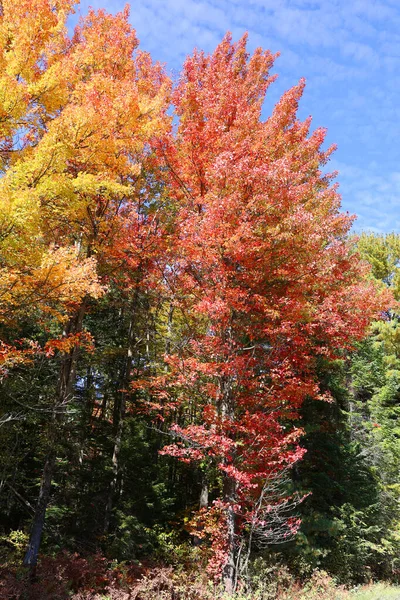 北米の秋の風景東部の郷ブロモントケベック州カナダ — ストック写真