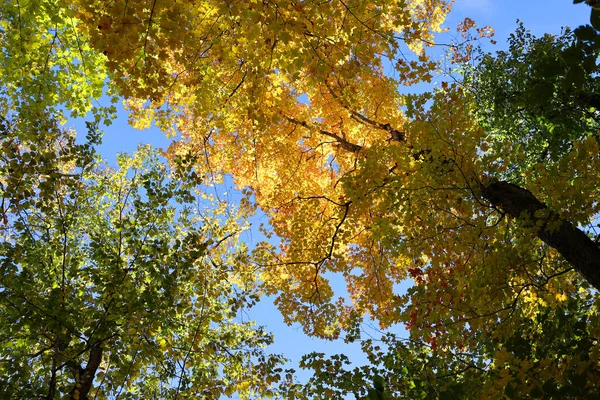 Nord America Caduta Alberi Paesaggio Dal Basso Borghi Orientali Provincia — Foto Stock