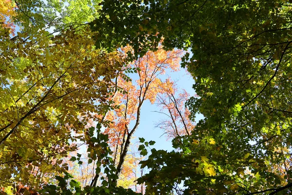 Северная Америка Падает Ландшафтных Деревьев Нижней Восточной Части Города Bromont — стоковое фото