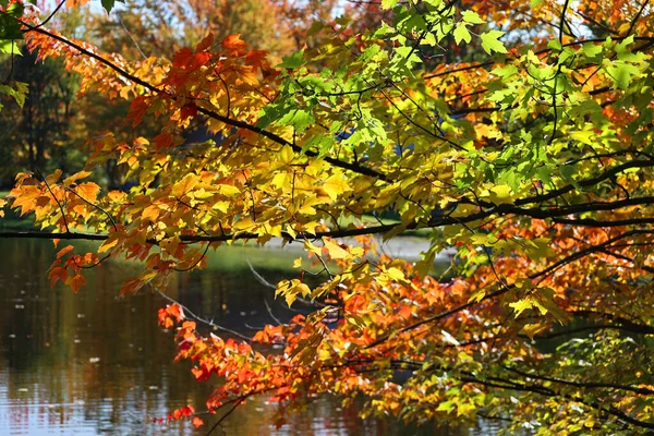 Güz manzarası yansıması Bromont Doğu Kasabası Quebec Bölgesi Kanada