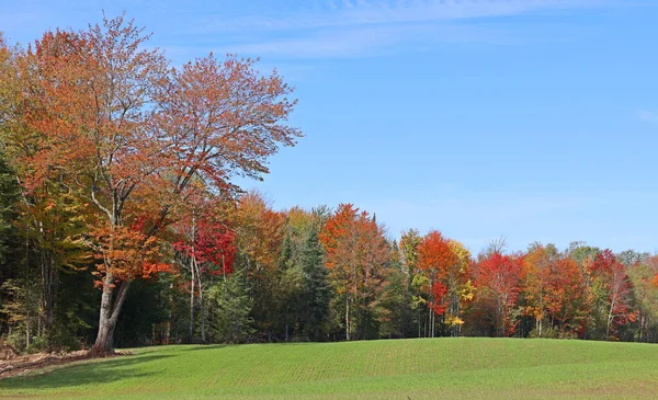 Severní Amerika Podzim Krajina Východní Části Města Provincie Bromont Quebec — Stock fotografie