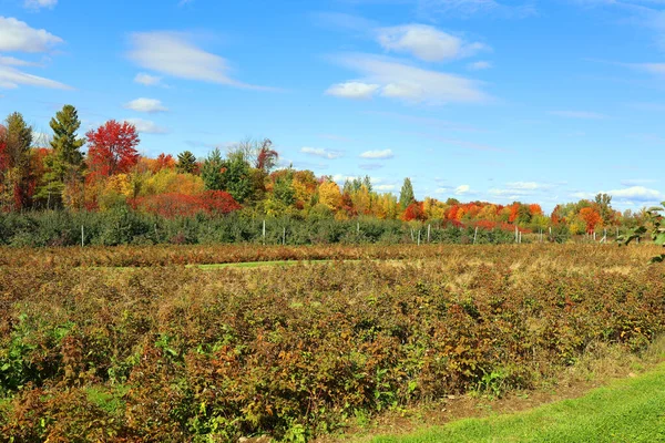 Deciduous trees behind raspberry plants during autumn taken at an agricultural ranch in the rural countryside