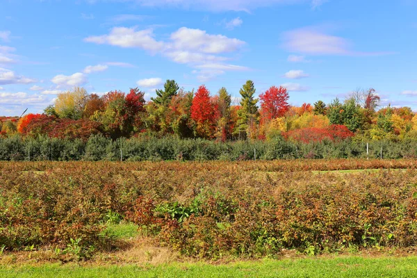 시골에 농장에서 가을철에 낙엽수 낙엽수 — 스톡 사진
