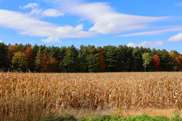 Corn field farm in fall season in Bromont Quebec Canada