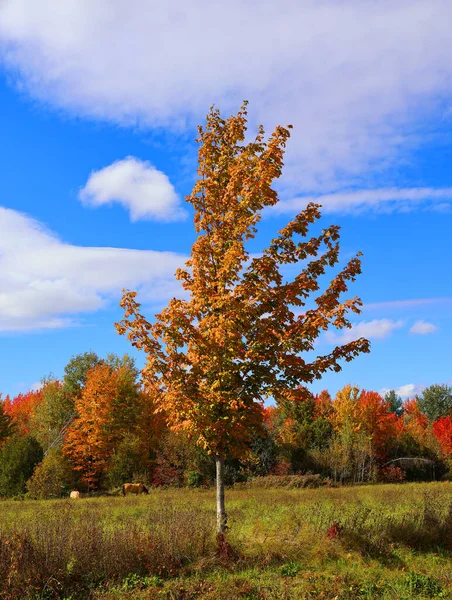 Podzimní Krajina Východní Části Provincie Quebec Kanada — Stock fotografie