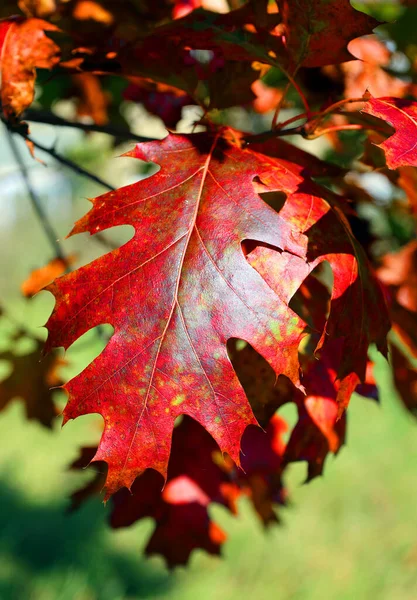 Gouden Rode Herfst Bladeren Achtergrond Eiken Tak Met Kleurrijke Geel — Stockfoto