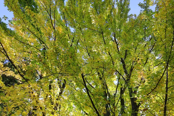 Цветные Листья Деревьях Лесу — стоковое фото